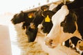 Dairy cows in a feedlot called Ã¢â¬Åcompost barnÃ¢â¬Â. The system aims to improve the comfort and well-being of the animals and to